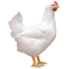 Poulet de chair