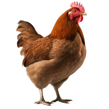 Poule pondeuse