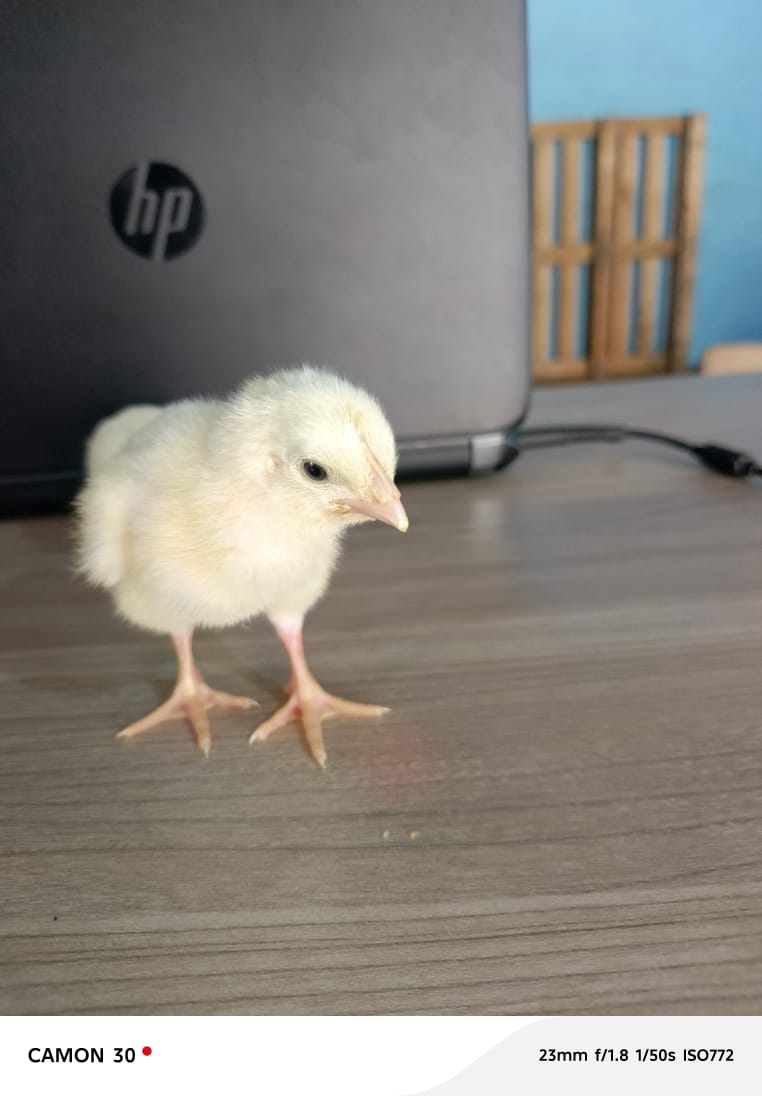 Poussin de chair blanc