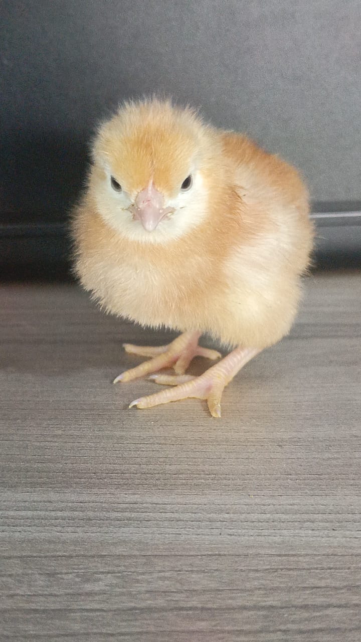 Poussin d’un jour EL MORIJAH
