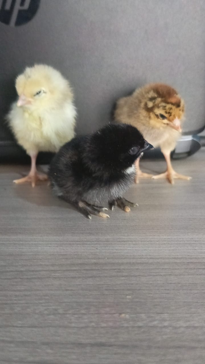 Poussin hybride